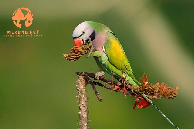 Mua Bán Vẹt Ngực Hồng: Cơ Hội Vàng Cho Người Yêu Chim!